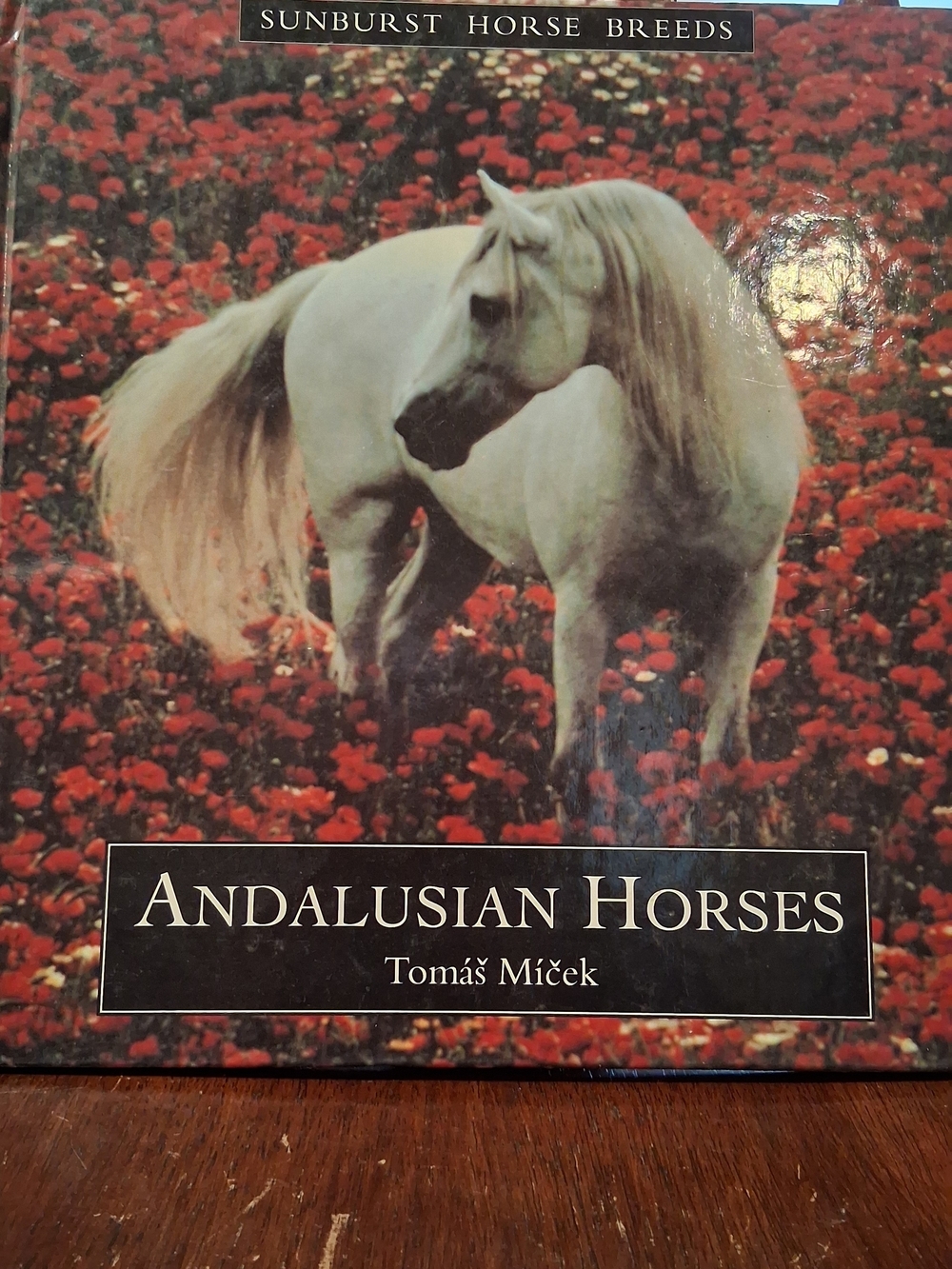 Andalusian Horses Wall Art - White Horse in Red Field